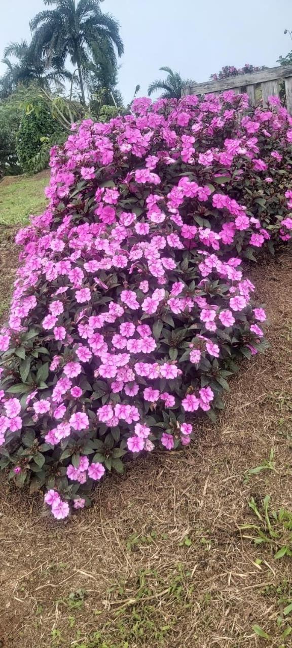 El Rincon De Las Flores Bajo Tigre Kültér fotó